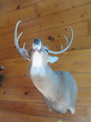 Image for Deer shoulder mount