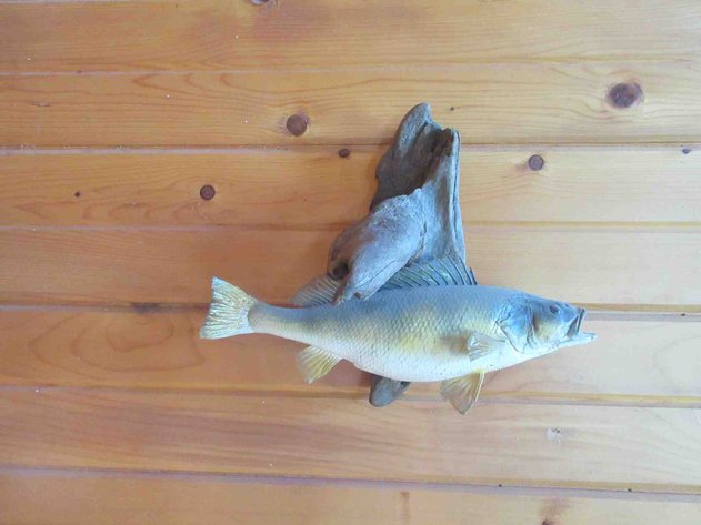 Image for Fish mount on log