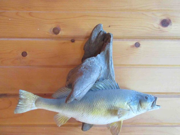 Image for Fish mount on log