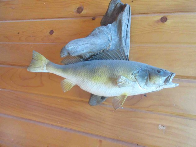 Image for Fish mount on log