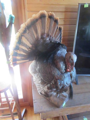 Image for Full body turkey mount