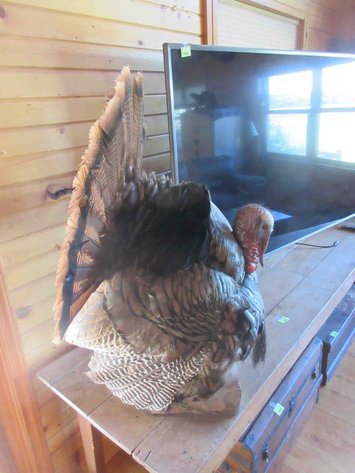 Image for Full body turkey mount