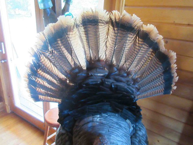 Image for Full body turkey mount