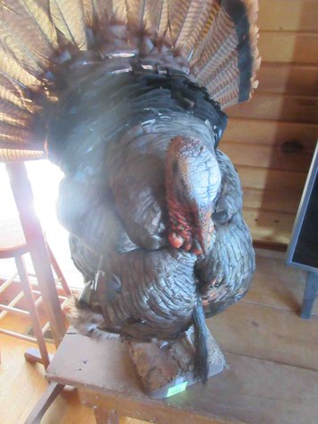 Image for Full body turkey mount