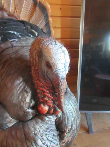 Image for Full body turkey mount