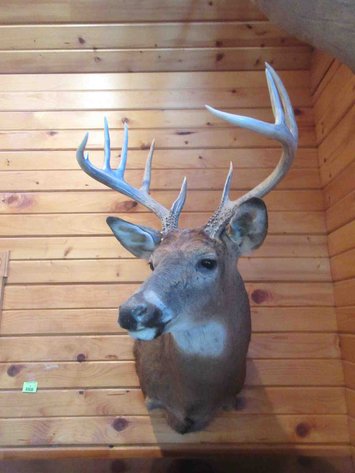 Image for Deer shoulder mount