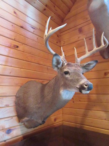 Image for Deer shoulder mount