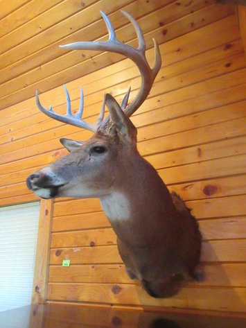 Image for Deer shoulder mount