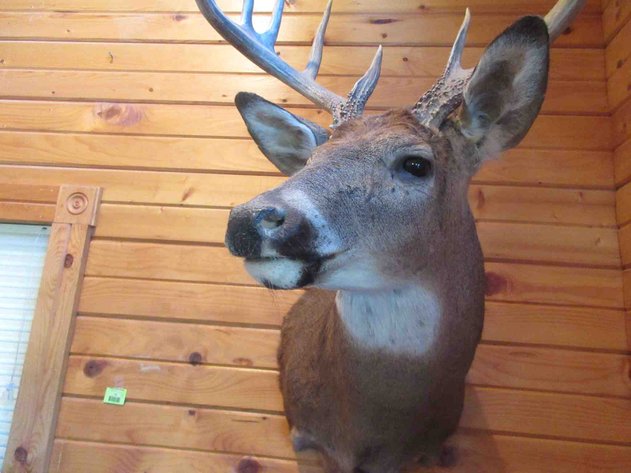 Image for Deer shoulder mount