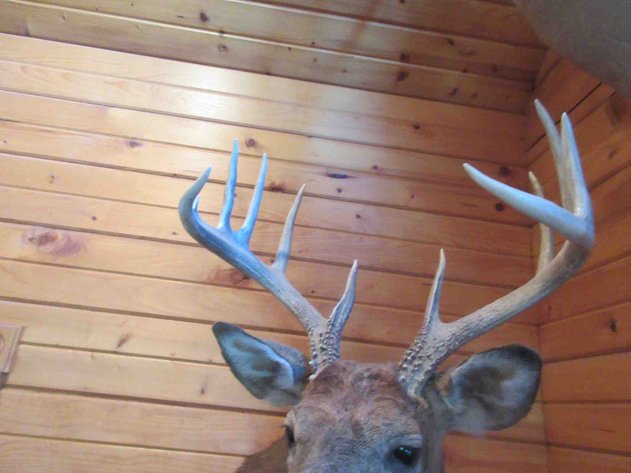 Image for Deer shoulder mount