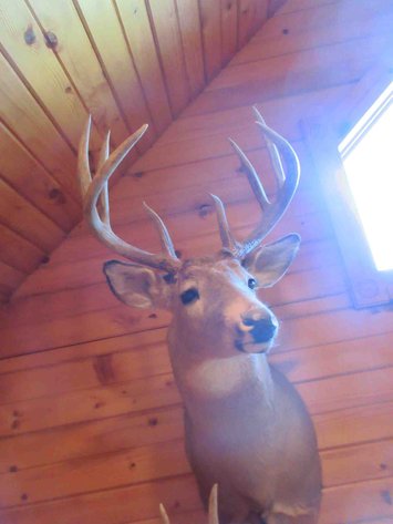 Image for Deer shoulder mount