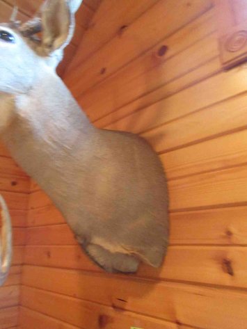Image for Deer shoulder mount