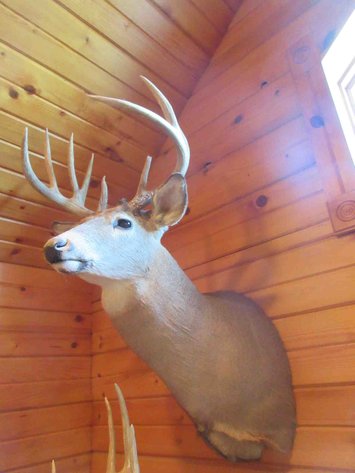 Image for Deer shoulder mount