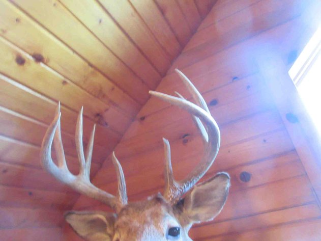 Image for Deer shoulder mount