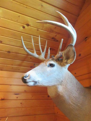 Image for Deer shoulder mount