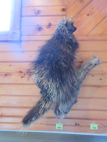Image for Porcupine mount
