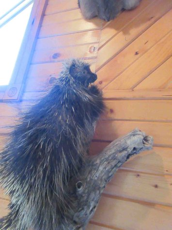 Image for Porcupine mount