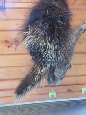 Image for Porcupine mount