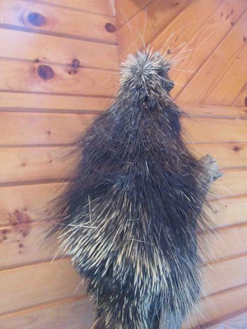 Image for Porcupine mount