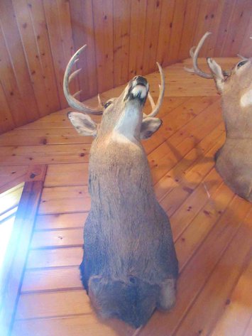 Image for Deer shoulder mount