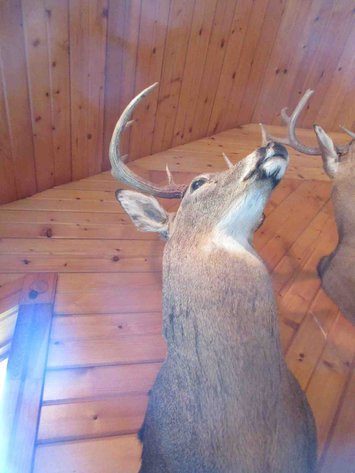 Image for Deer shoulder mount