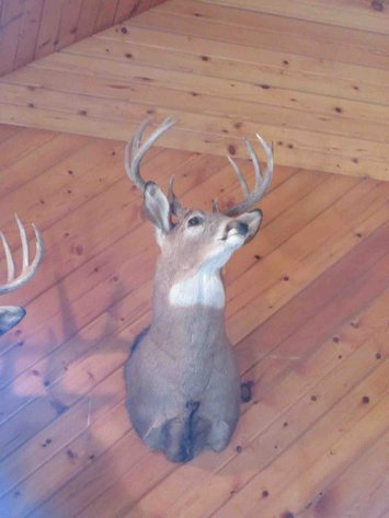 Image for Deer shoulder mount