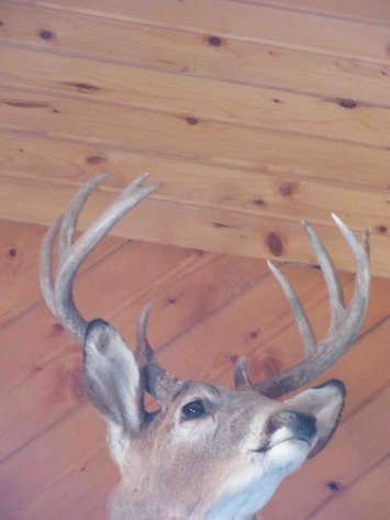 Image for Deer shoulder mount