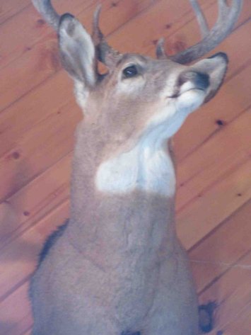 Image for Deer shoulder mount