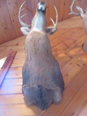 Image for Deer shoulder mount