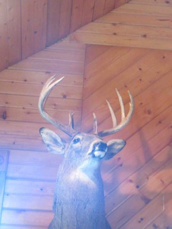 Image for Deer shoulder mount