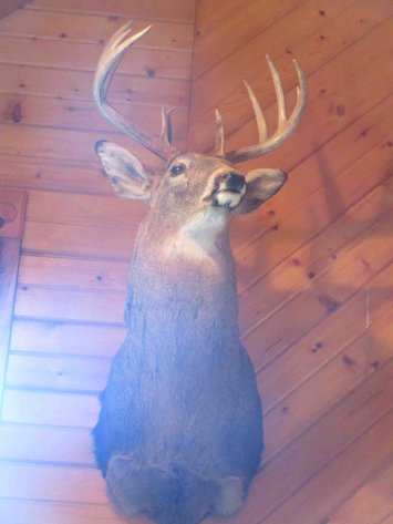 Image for Deer shoulder mount