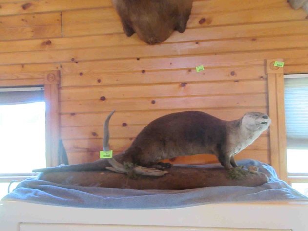 Image for Otter mount on log (has permit)