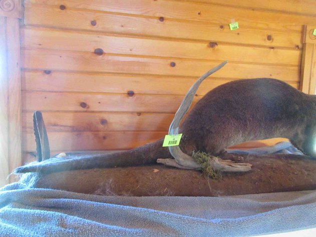 Image for Otter mount on log (has permit)