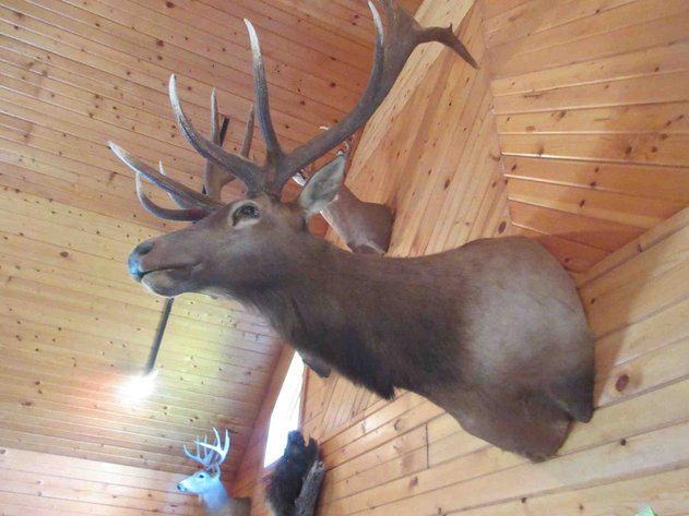 Image for Large elk shoulder mount