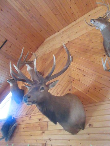 Image for Large elk shoulder mount