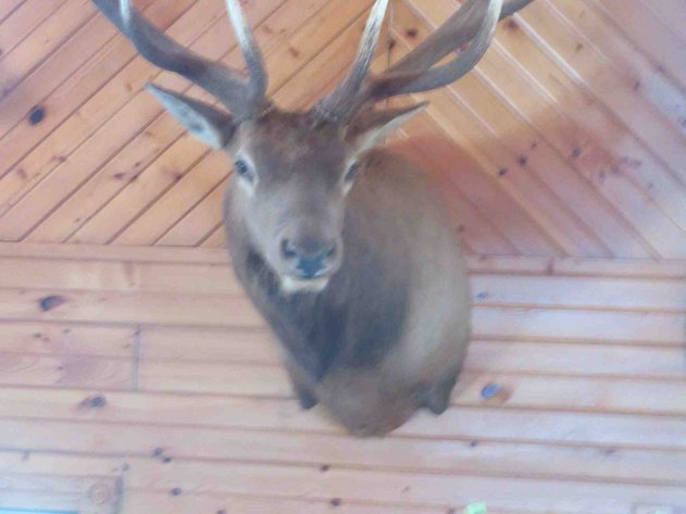 Image for Large elk shoulder mount