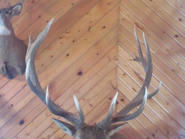 Image for Large elk shoulder mount
