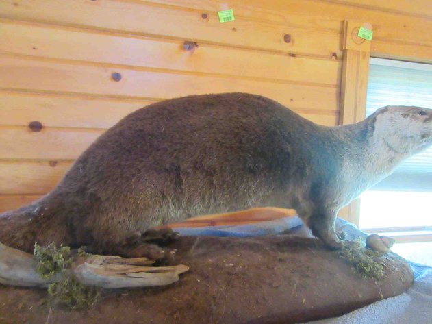 Image for Otter mount on log (has permit)