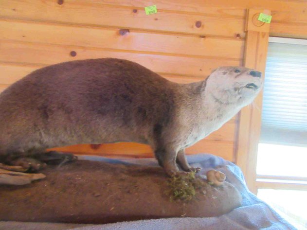 Image for Otter mount on log (has permit)
