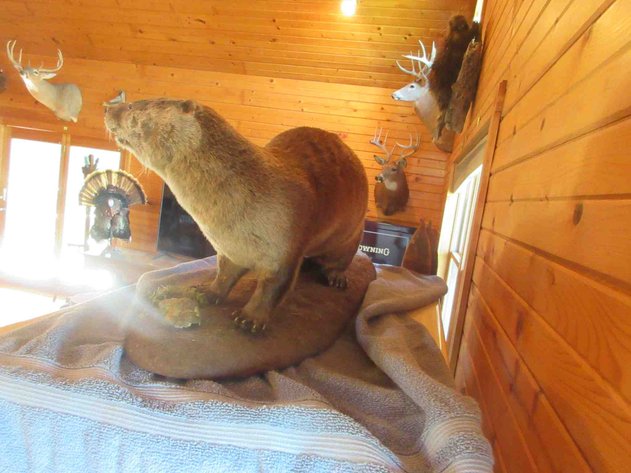 Image for Otter mount on log (has permit)