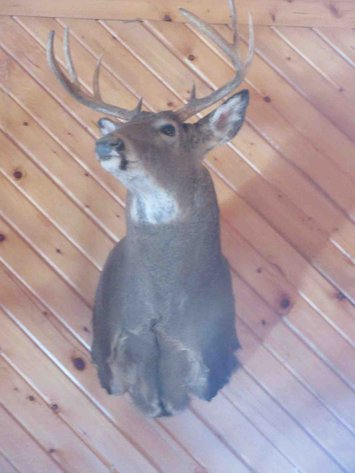 Image for Deer shoulder mount