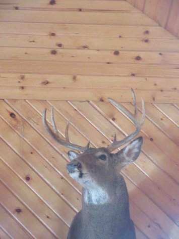 Image for Deer shoulder mount