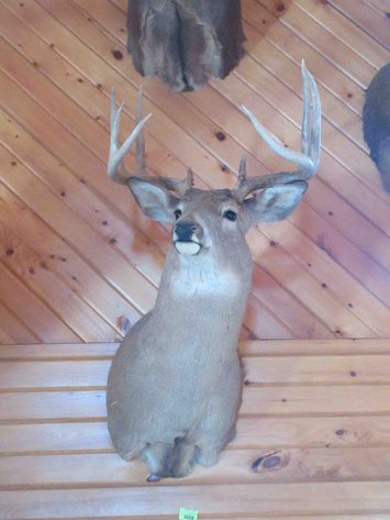 Image for Deer shoulder mount