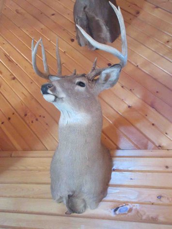 Image for Deer shoulder mount