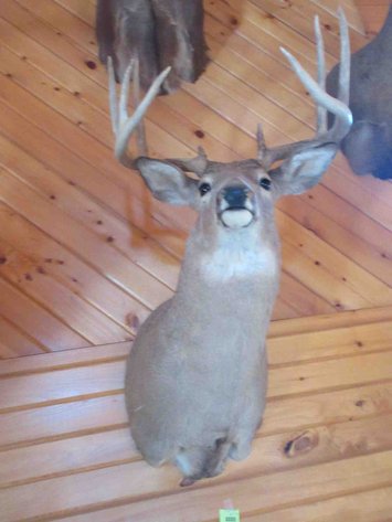 Image for Deer shoulder mount