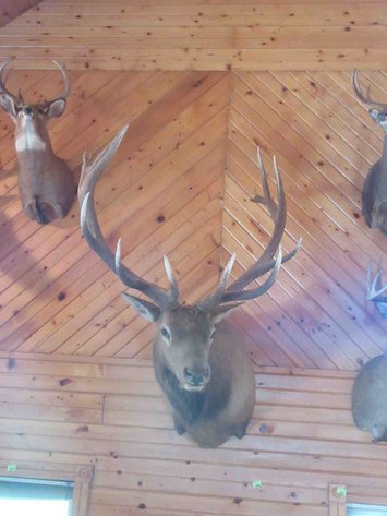 Image for Large elk shoulder mount
