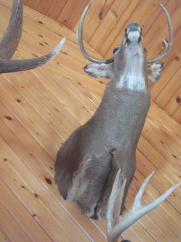 Image for Deer shoulder mount