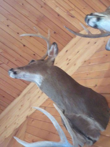 Image for Deer shoulder mount