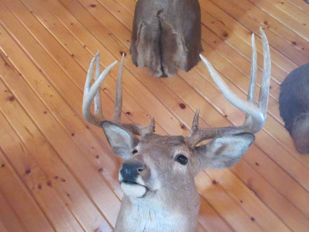 Image for Deer shoulder mount