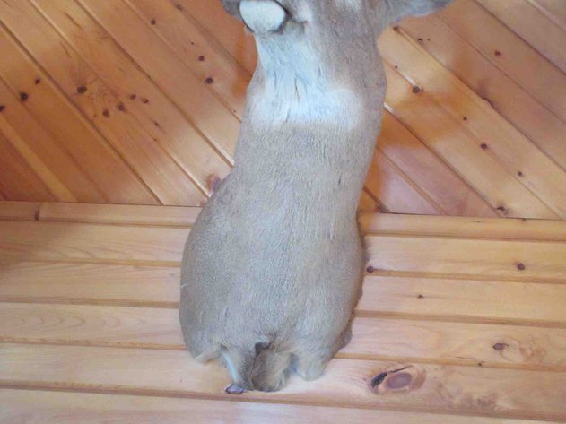 Image for Deer shoulder mount